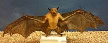 A light brown bat specimen on display with its mouth open and wings outstretched