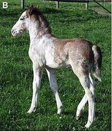 A young foal with a partially white coat. His underlying bay coat is visible along the dorsal midline, especially around the rump and tail, the poll and mane. The transition between white and non-white areas is irregular and mottled.