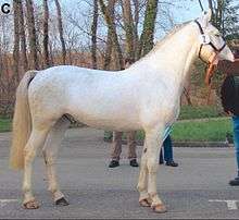 A mature horse with a near-white coat. The only remaining pigment can be seen in the mane and tail.