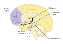 A labelled line drawing of dopamine pathways superimposed on a drawing of the human brain.