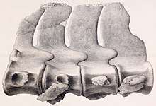Black and white drawing of some connected vertebrae