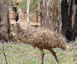 An Emu