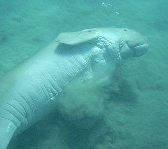 Dugong on its side stirring up sand