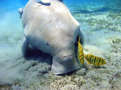 A gray dugong bottom feeding, with plumes of sand trailing from it mouth. It is resting its hands on the ground. Small sprouts of seagrasses litter on the ground, and yellow fish with black stripes are hovering around its snout. The snout has two large nostrils, and the mouth is on the ground.