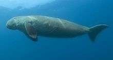 A gray dugong swimming in the water: The underside is visible, and it has large limbs behind the head, pointed down. They are triangular in shape, similar to a dolphin fin. It has a thin body compared to the head, and a forked tail fluke like that of a dolphin. It has a small eye.