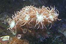 Light brown polyps form a colony