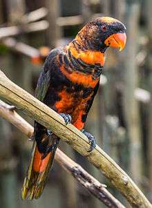 A black parrot with orange stripes