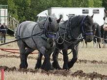 Hitched pair at a ploughing contest near Studley,Warwickshire