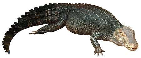 A full-body image of Cuvier's dwarf caiman to demonstrate scale arrangement