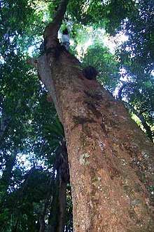 Rosewood tree