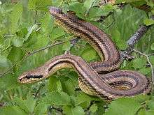 A snake, Elaphe quatuorlineata