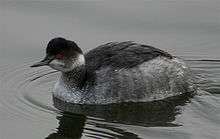A grebe with a black head, a whitish nape, chin, and throat, and greyish flanks.