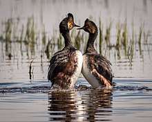 Two black-necked grebes in an upright posture in the water.