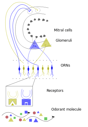 Early Olfactory System