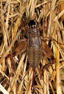 File:Eastern Striped Cricket - Miogryllus saussurei, Merrimac Farm Wildlife Management Area, Aden, Virginia.jpg