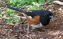 A black bird with red eyes, rufous sides and white belly feeds in the dirt.