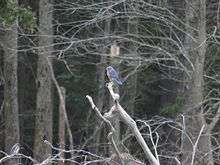 Bluebird sitting on a branch in the woods