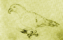 Charcoal drawing of a parrot
