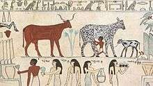 Egyptian hieroglyphic of cattle