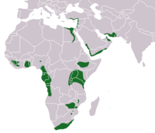 Coast of the Gulf of Aden and the Arabian Peninsula, the Nile River, eastern Mediterranean coast, Lake Victoria, central Ethiopia, Zimbabwe, southern South Africa, and the Gold Coast