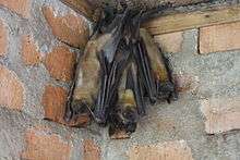 A tan bat with black wings, a black face, and an orange neck