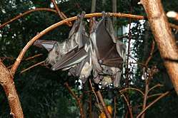 A gray bat with dark brown eyes and black wings