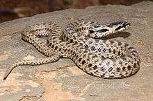 A snake, Elaphe sauromates