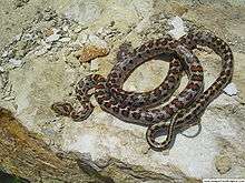 A snake, Zamenis situla