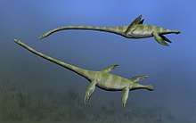 Drawing of two greenish elasmosaurs underwater with a blue background.