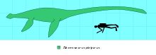 Diagram of a green plesiosaur next to a diver
