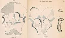 Illustrations of plated bones with holes