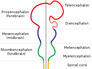 The nervous system is shown as a rod with protrusions along its length. The spinal cord at the bottom connects to the hindbrain which widens out before narrowing again. This is connected to the midbrain, which again bulges, and which finally connects to the forebrain which has two large protrusions.