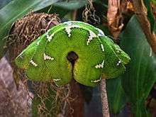 A coiled green snake with white markings, its coils hanging over each side of a tree branch on which it rests