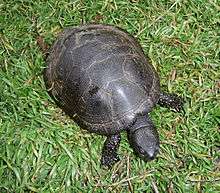 A turtle, Emys orbicularis