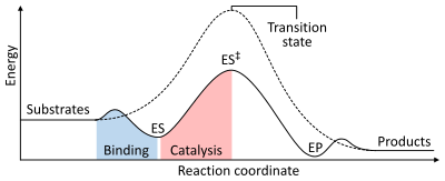 A two dimensional plot of reaction coordinate (x-axis) vs. energy (y-axis) for catalyzed and uncatalyzed reactions. The energy of the system steadily increases from reactants (x = 0) until a maximum is reached at the transition state (x = 0.5), and steadily decreases to the products (x = 1). However, in an enzyme catalysed reaction, binding generates an enzyme-substrate complex (with slightly reduced energy) then increases up to a transition state with a smaller maximum than the uncatalysed reaction.