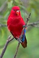 A red parrot with a blue underside-of-the-tail
