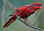 A red parrot with a dark blue streak behind the eyes, dark blue eye-spots, and black-tipped wings