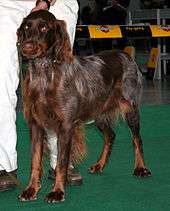 "A person in white trousers holds a brown spaniel with white ticking by a short lead."
