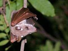 A pinkish-brown bat with brown wings
