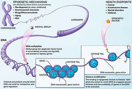 Alternative text, Mechanisms of Epigenetics