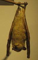 A taxidermy of a light brown bat