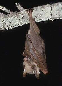 A light brown bat with brown wings