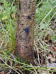 An alder infected by Phytophthora alni