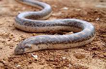 A snake, Eryx jaculus