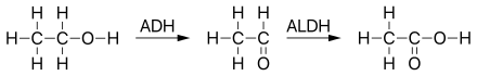 Ethanol metabolism in humans
