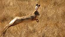 The Ethiopian highland hare running in a field