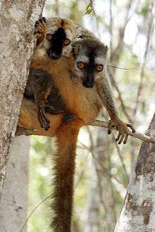 Two red-fronted lemurs wrapped around each other on a tree limb