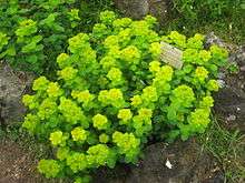 A group of unbranched herbs grow beside a plant label. The upper leaves and bracts grade from green to yellow.