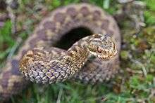 A venomous snake common to Western Europe, the hoggorm is tan with a dark zigzag pattern down its back.