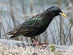 A 'oily'-appearing, greenish-black bird with a large yellow bill forages.